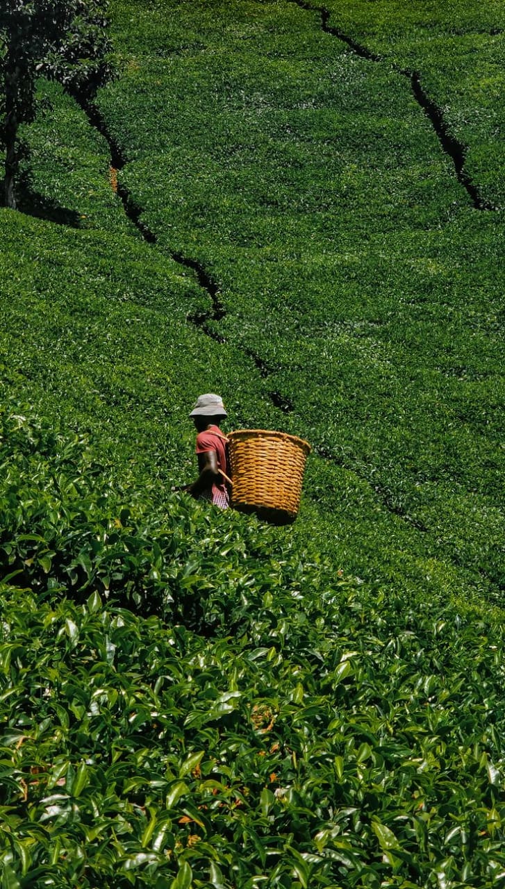 Tea plantation agricultural heritage tour