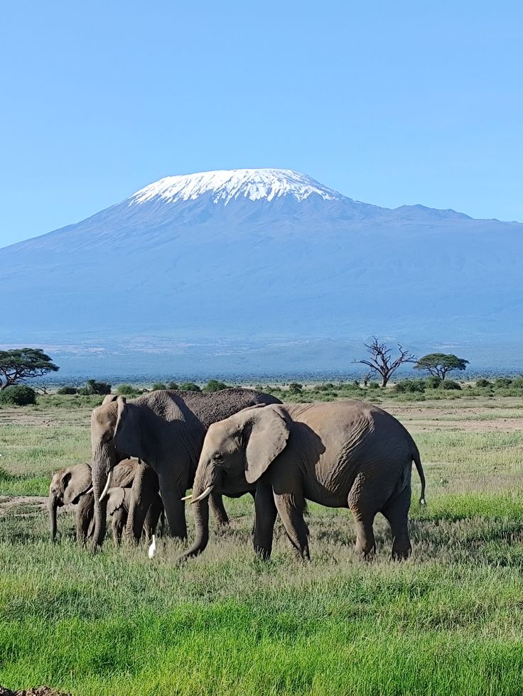 Amboseli Elephant Paradise