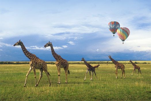 Hot air balloon safari with giraffes