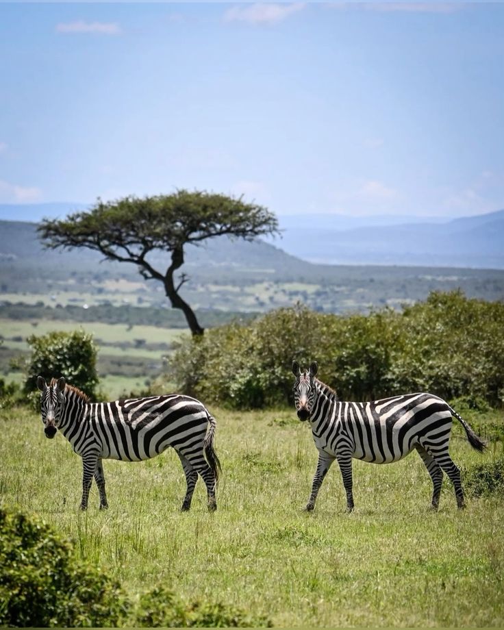 Maasai Mara Classic Safari