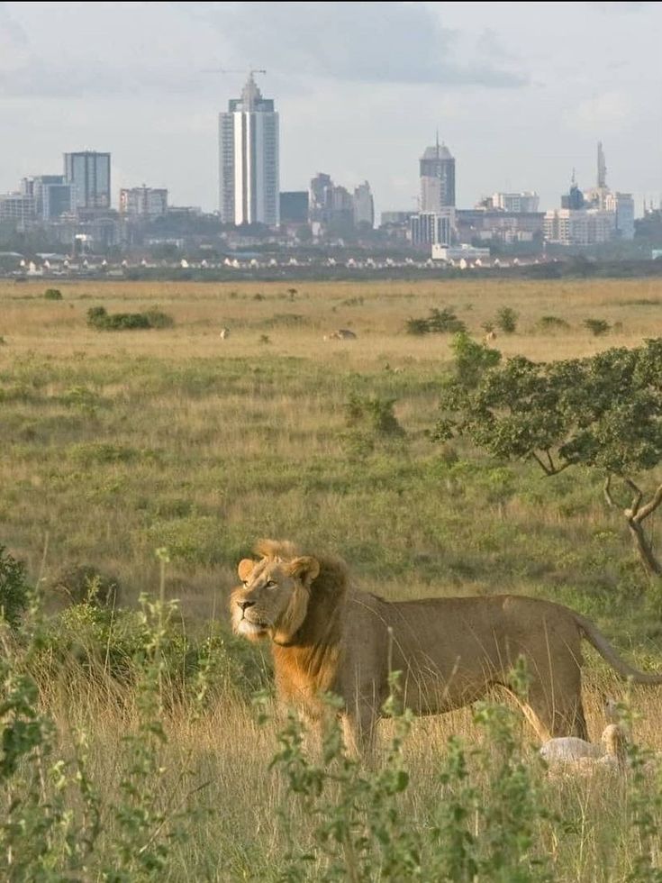 Nairobi City & Wildlife Tour